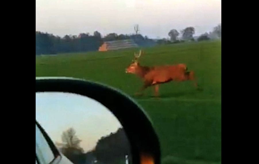 Videó: megmutatta szarvas az autósnak, hogy 60-nál is simán átugorja a kocsit