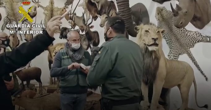 Brutális mennyiségű kitömött állatot talált a spanyol rendőrség – videó