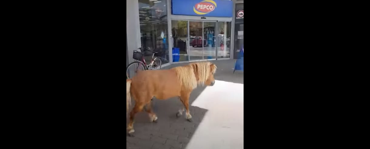 Videón a barcsi Sparba tévedt póni