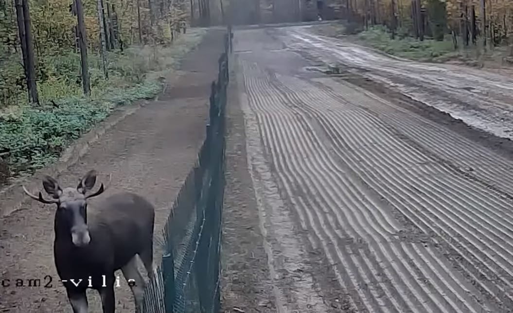 Ezt a jávorszarvast egy kerítés nem tartja kint az EU-ból - videó