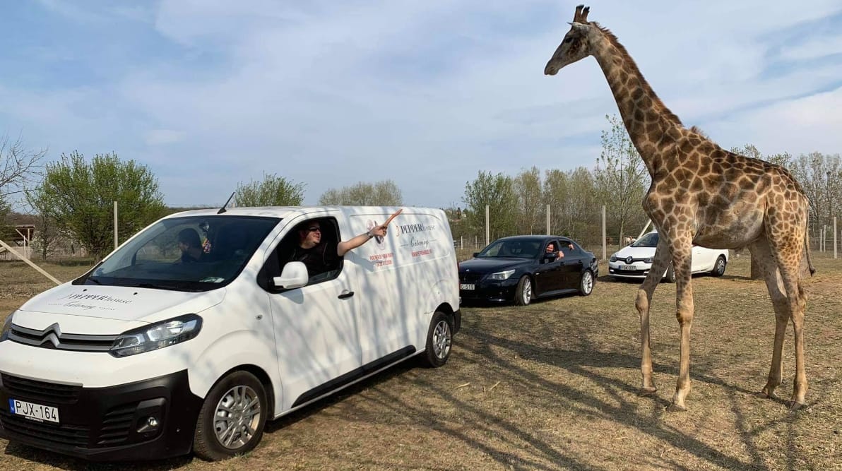 Nem nyithat ki újra Szadán az autós szafaripark