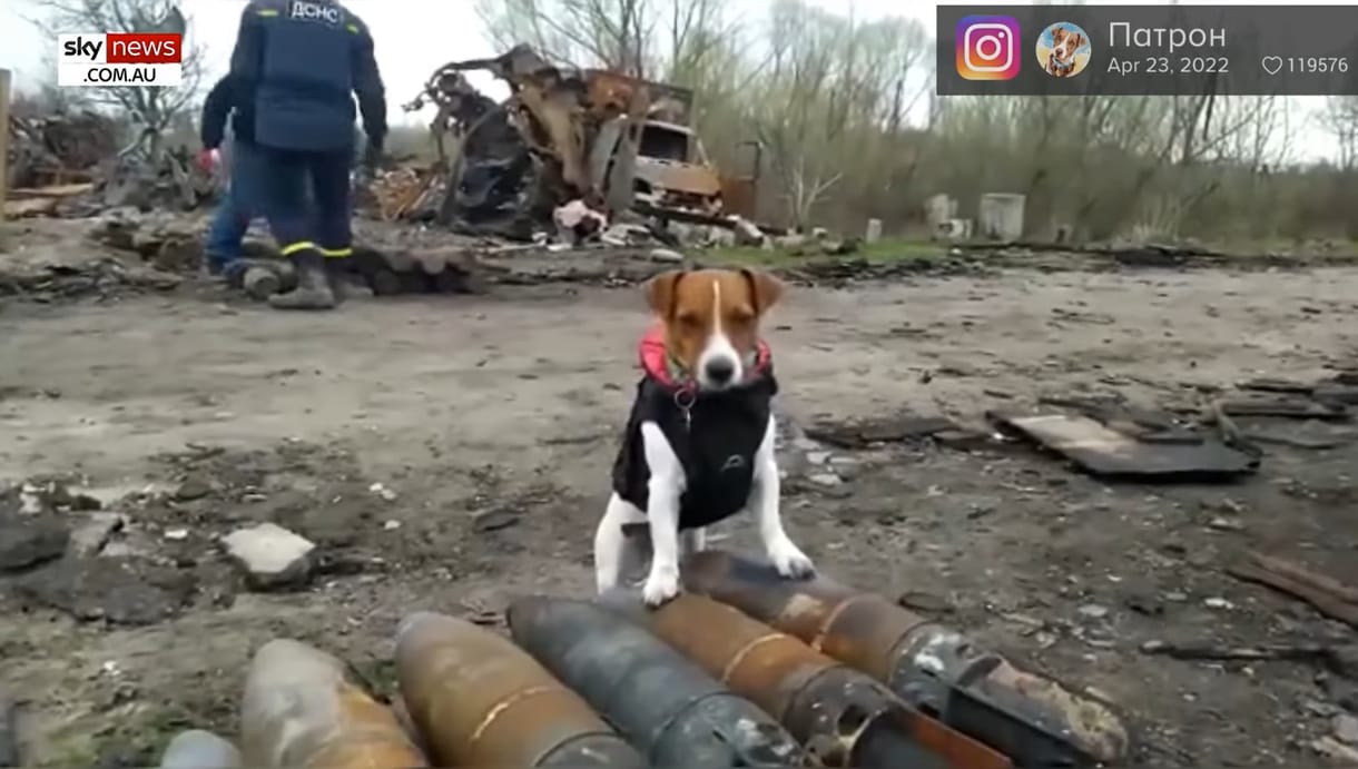 Kitüntették a háború négylábú hősét, az aknákat kiszagoló jack russell terriert