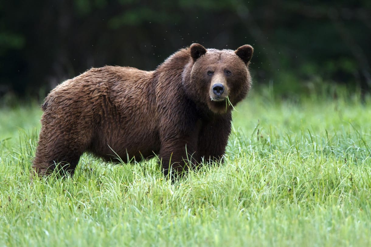 Az éjszaka közepén húzott ki a sátrából egy nőt egy grizzly Montanában