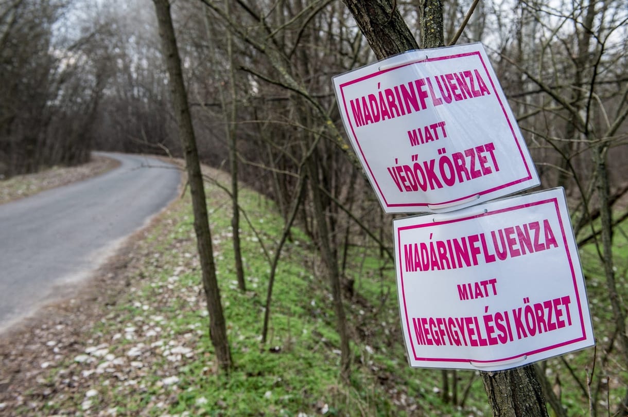 Figyelmeztette a Nébih a baromfitartókat