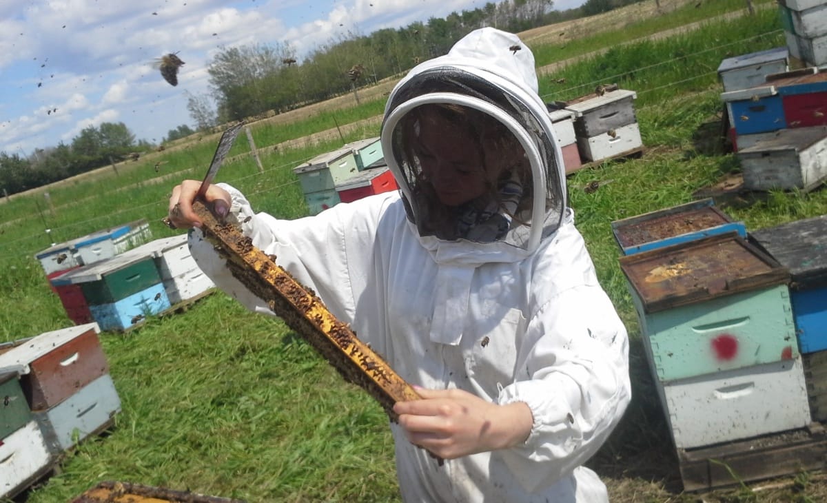 Kitört a GMO-pánik a magyar méhészek körében