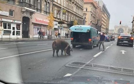 Disznó sorolt be a belső sávba a Rákóczi úton Budapesten