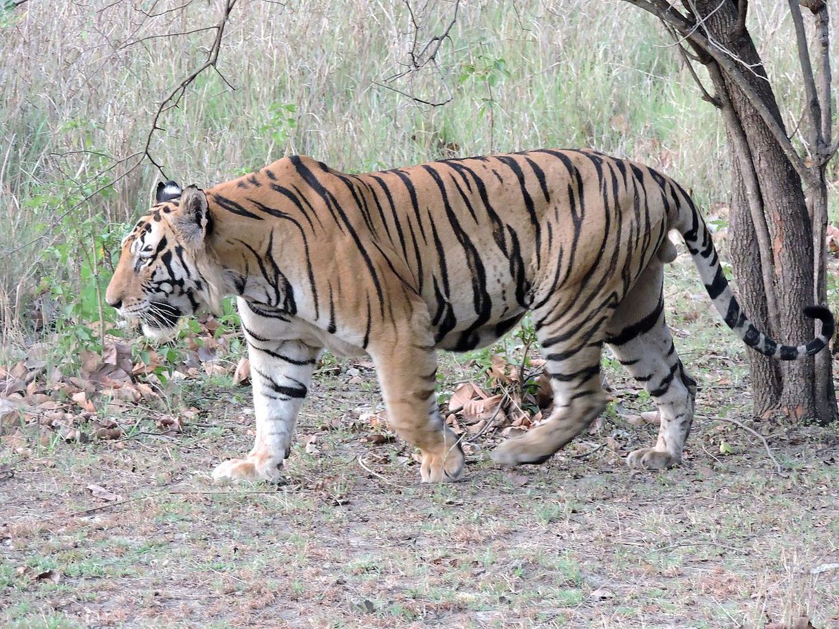 Tigris támadt egy idős nőre Floridában
