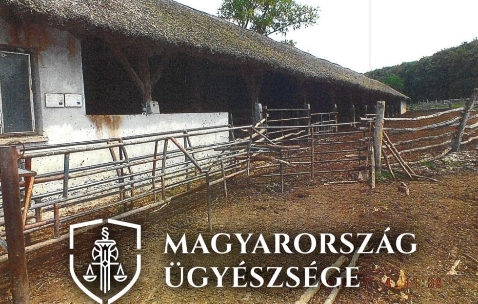 158 szarvasmarhát éheztetett halálra egy ember Komáromban