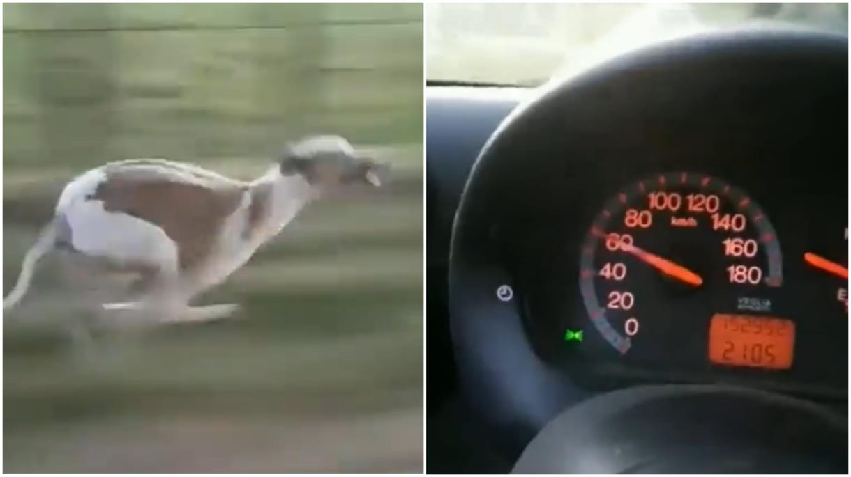 Simán tartotta a lépést a 60 km/h-val hajtó kocsival egy agár – videó