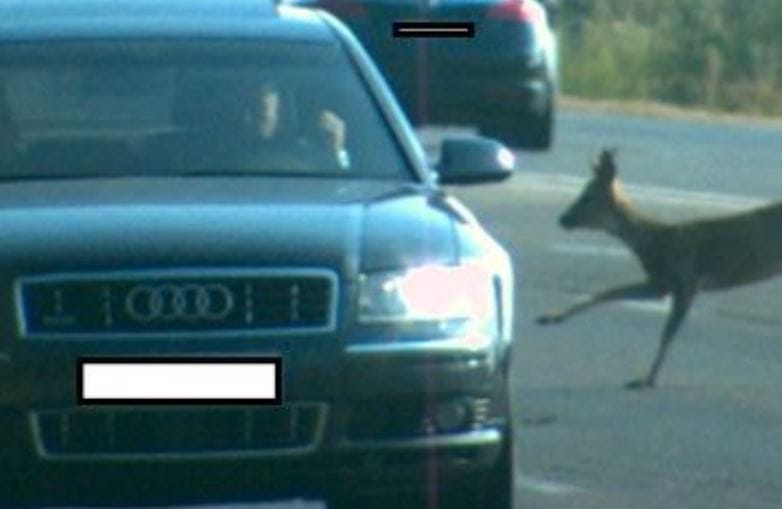 Egy őzbak is felbukkant egy hazai traffipaxfotón