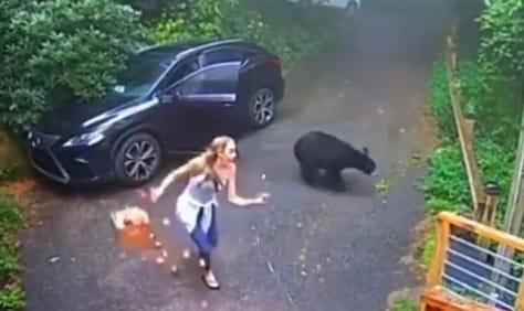 Nyugodtan ült volna be az autóba a nő, de talált egy medvét a vezetőülésen