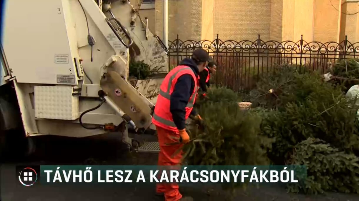 Budapesten elégetik, Pécsen a fatüzelésű erőműbe viszik a karácsonyfákat