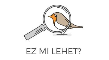 Egy madár csicsereg, és nem tudja, hogy milyen? Már 367 fajtát felismer a nagyszerű magyar alkalmazás
