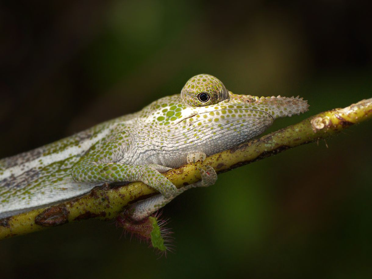 Különleges kaméleonokra bukkantak a kutatók Madagaszkáron
