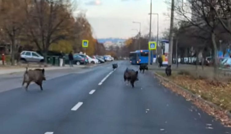 Vaddisznók rohangáltak a gazdagréti lakótelepen – videó