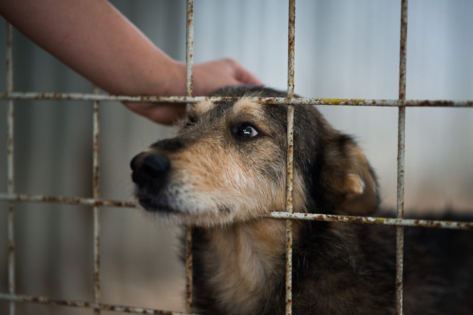 A megfőzéstől megmentett kutyát fogadott örökbe az új dél-koreai elnök