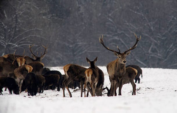 Adventi irodalmi naptár – december 21.