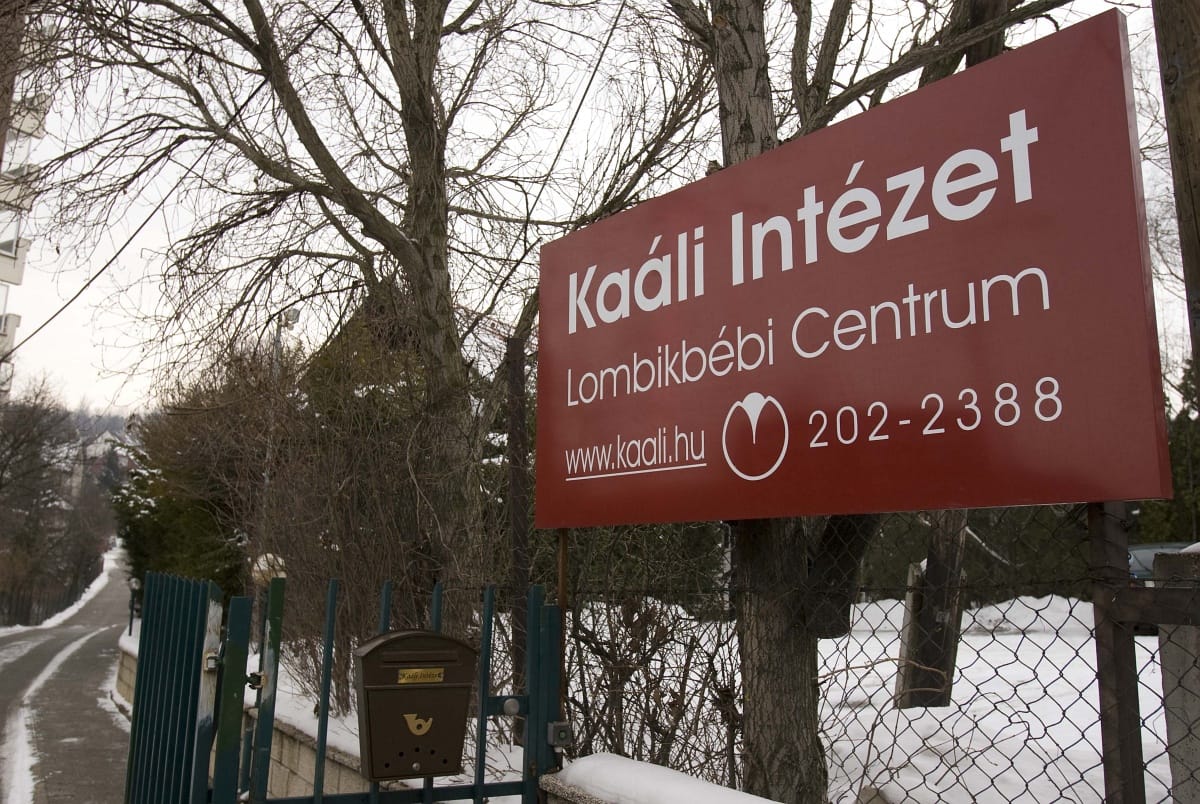 Politikai utasításra szorítják ki Debrecenből a Kaáli Intézetet