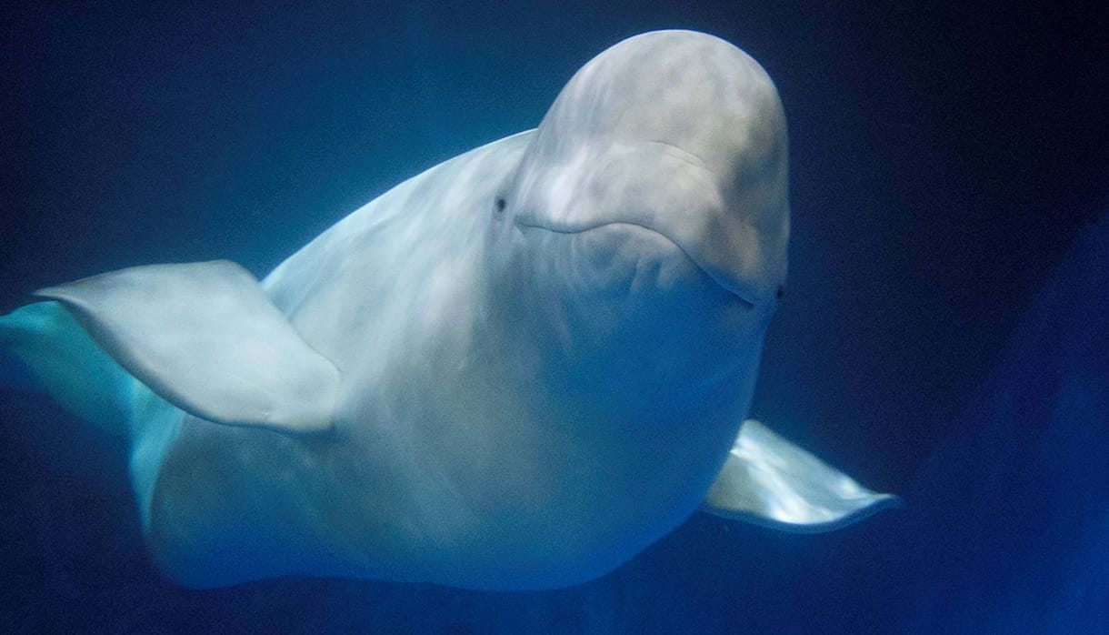 9 év fogság után jött el két fehér delfin nagy napja: kiszabadult Little Grey és Little White