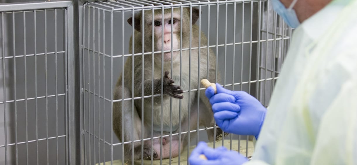 Meddig gyötrik még a kísérleti majmokat? Ez élveboncolás vagy az emberiség létszükséglete?