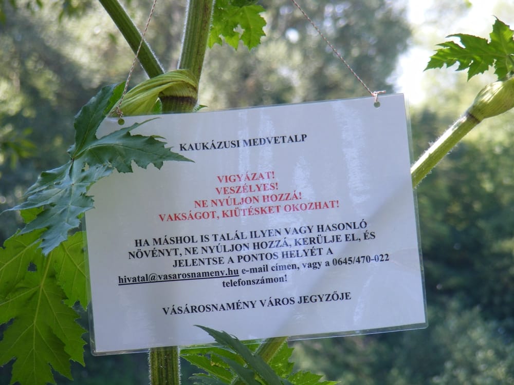 Magyarországon egyelőre nem kell tartani a kaukázusi medvetalptól