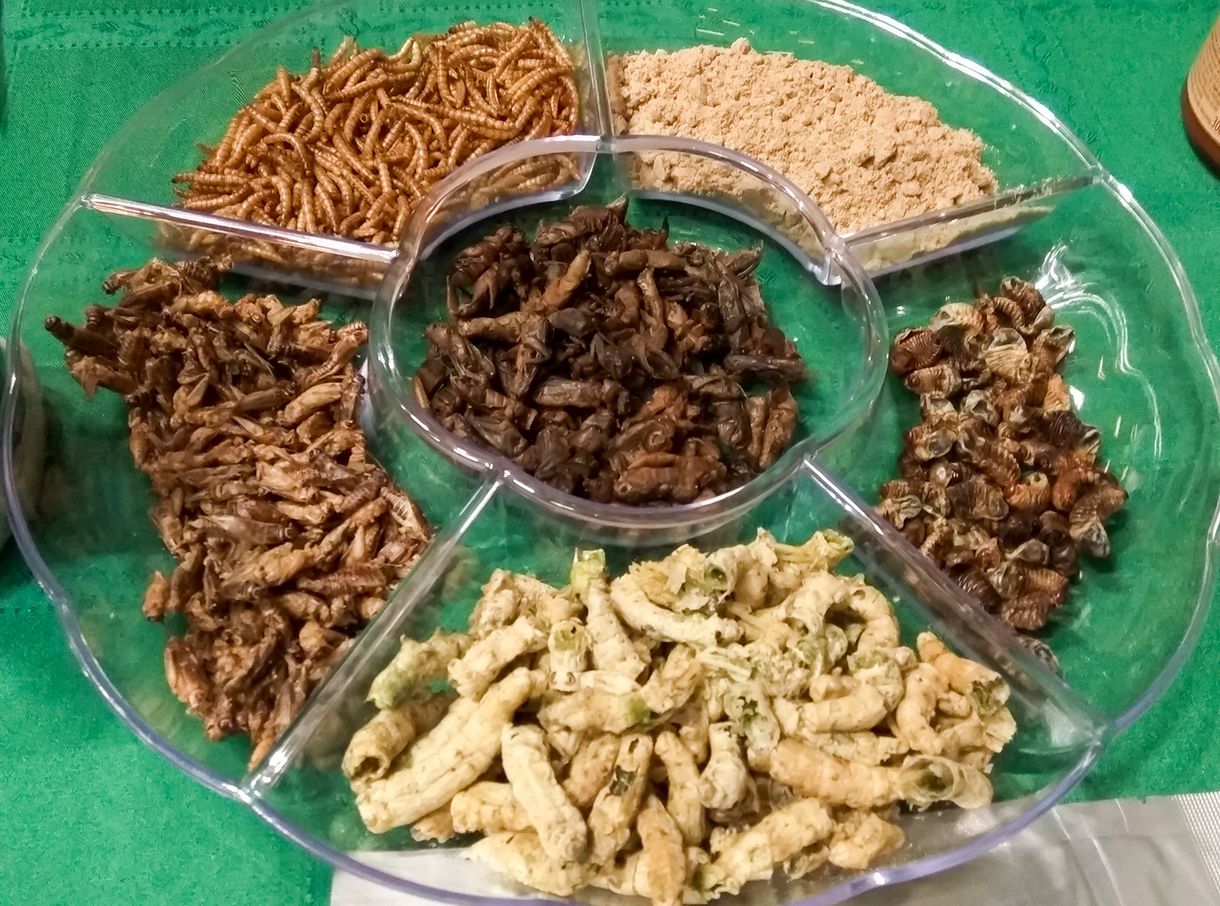 Az agrárminiszter: a törvény teljes szigora vár a rovarral etetőkre