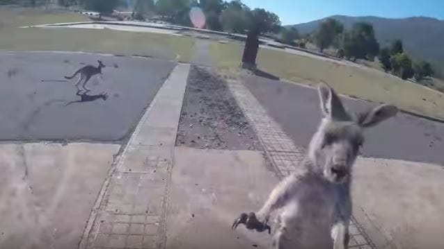 Azt gondolta a siklóernyős, hogy simán földet ér, de aztán jöttek a kenguruk (videó)