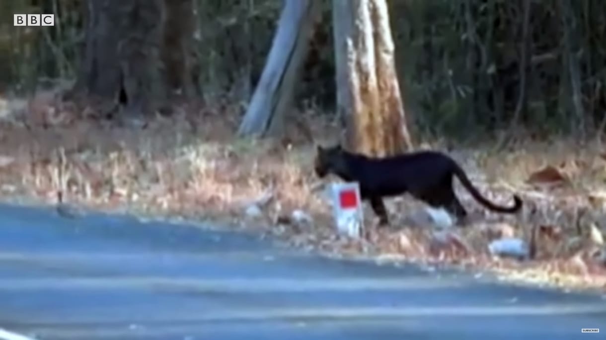 Gyönyörű ritkaság: fekete leopárdot filmeztek le Indiában – videó