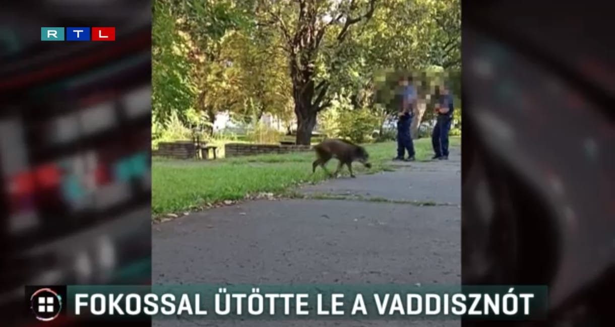 Baltával vert agyon egy aprócska, legyengült vaddisznót egy vadász Debrecenben