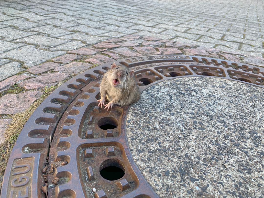 Fotó: Tűzoltók szabadították ki a csatornafedélbe szorult patkányt