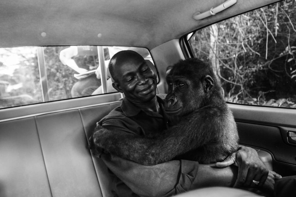 Szívszorító fotó egy gorilláról, aki a megmentőjéhez bújik