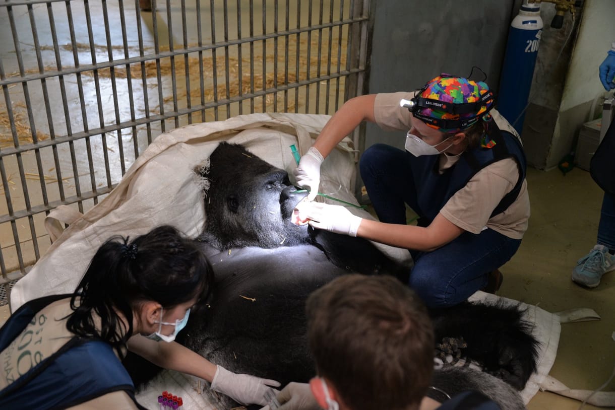Életmentő műtétet hajtottak végre a nyíregyházi gorillán