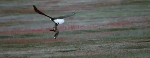 Elképesztő harcot vívott egy róka és egy sas a vacsoráért - videó