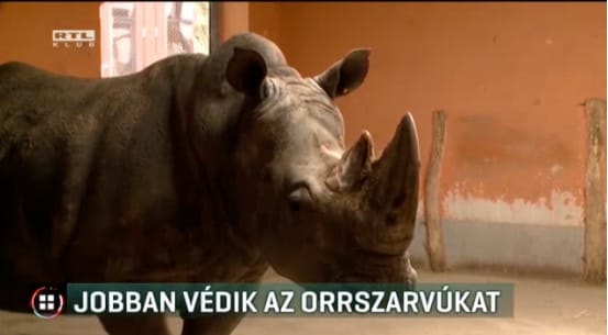 Jobban védik a pesti orrszarvúkat a brutális franciaországi támadás miatt