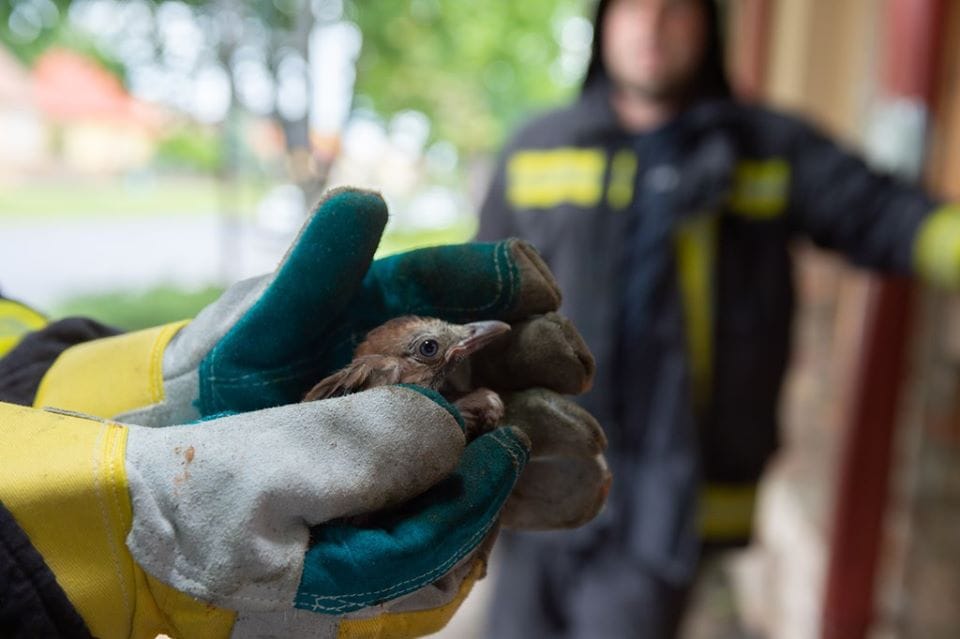 Tűzoltók mentettek meg egy szajkófiókát