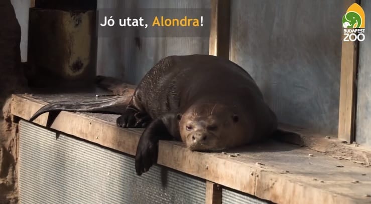 Visszaengedik a vadonba a budapesti állatkert óriásvidráját