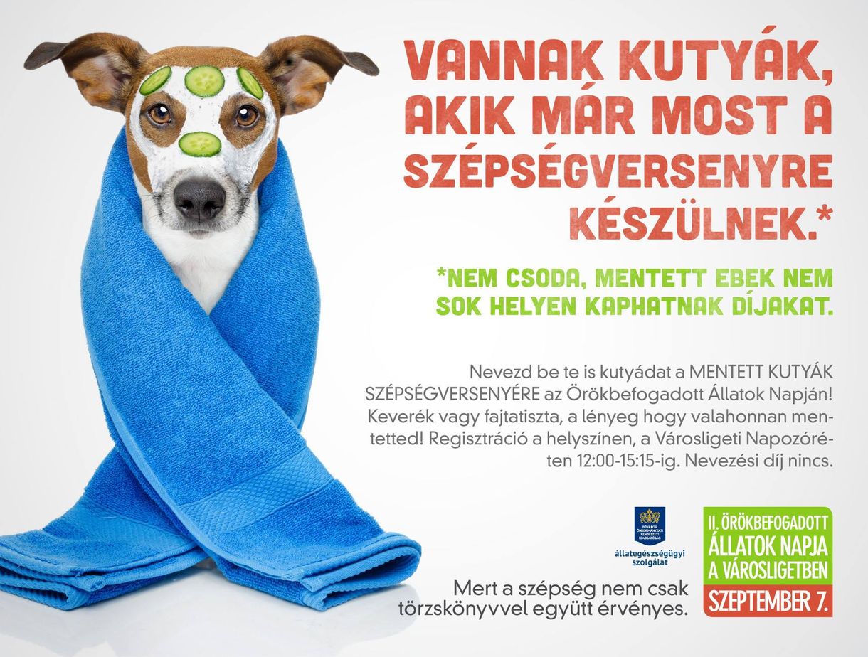 Programajánló: ma választják a legszebb mentett ebet