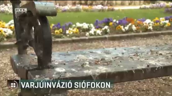 Varjúinvázióra panaszkodnak a siófokiak
