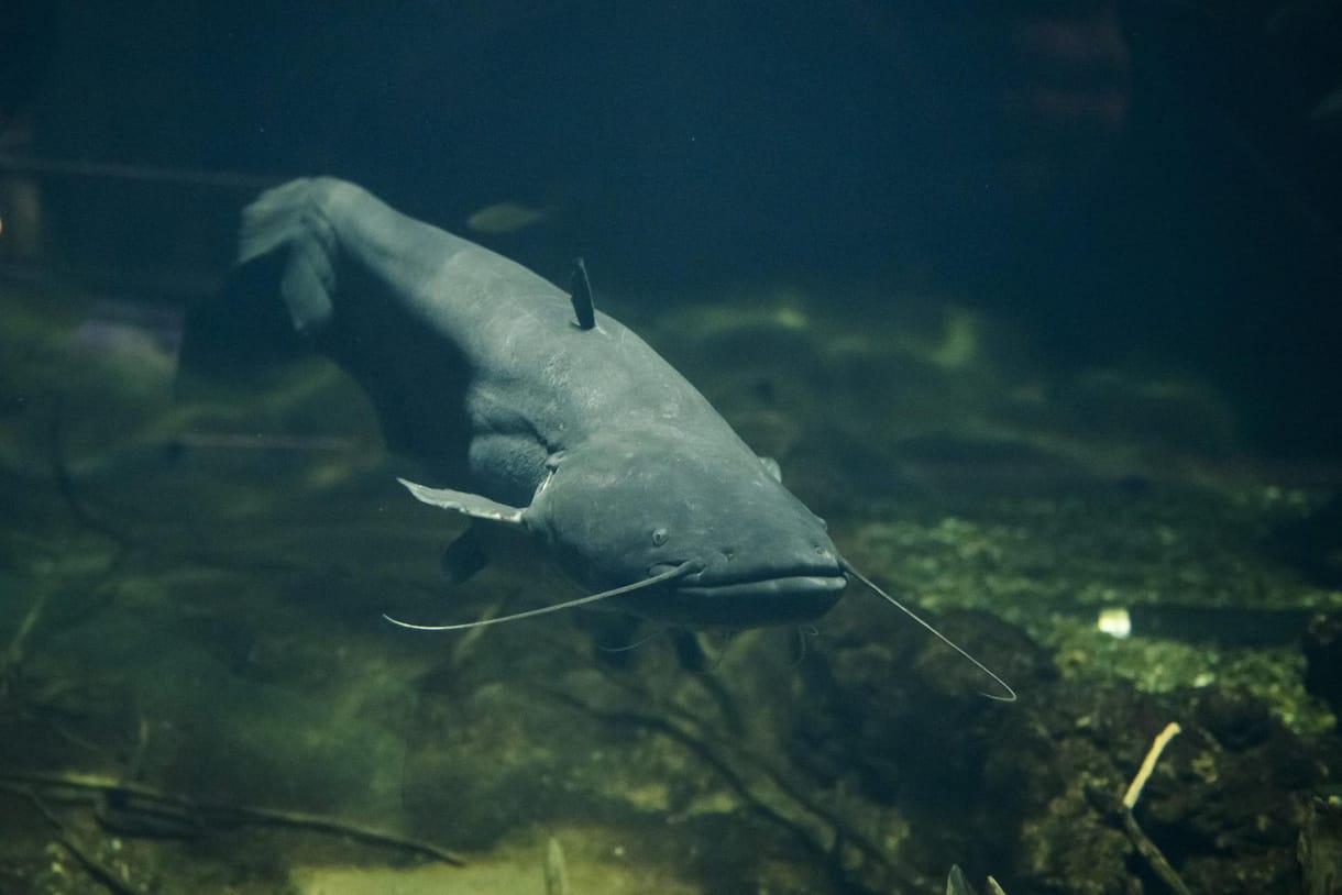 Fürdőzőkre támadt, öt embert megsebesített egy kétméteres óriásharcsa egy németországi strandon