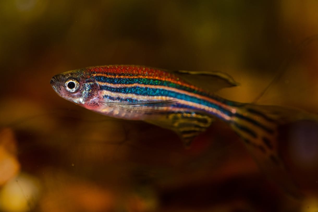Kivettek egy darabka DNS-t a zebrahalakból, segíthet meggyógyítani az infarktusos szívet
