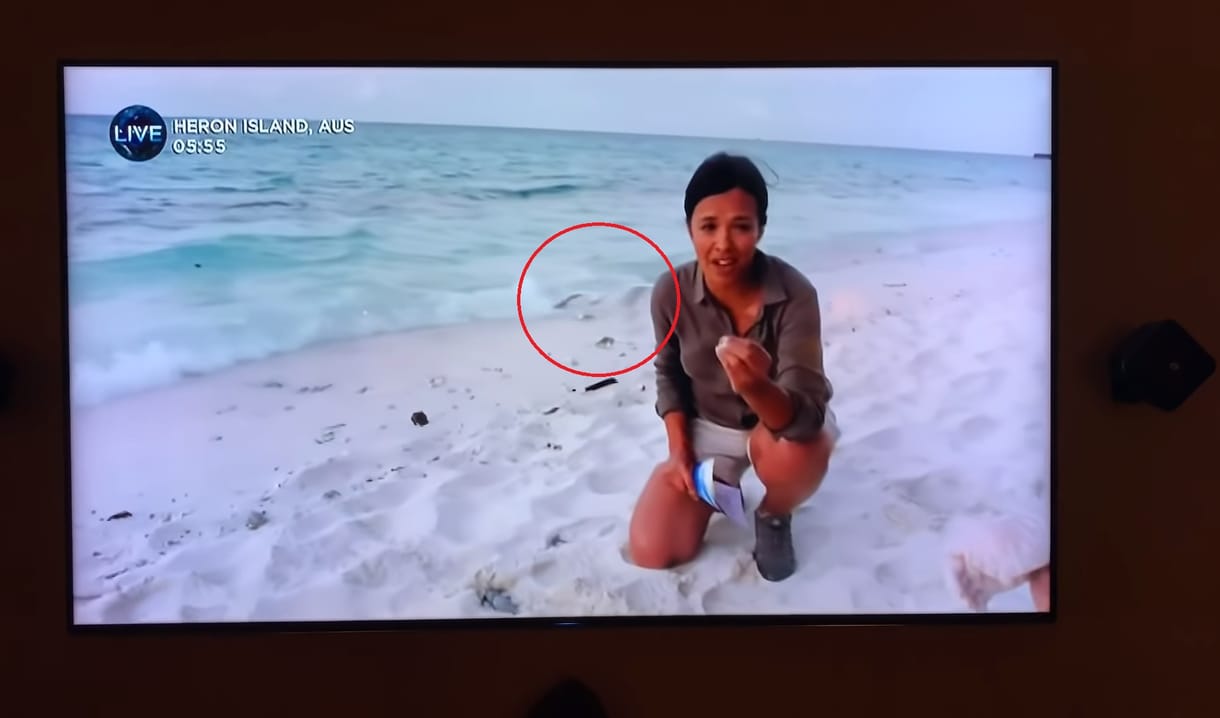 Élő adásban ragadta el egy sirály a védett teknősfiókát, kiakadtak a nézők