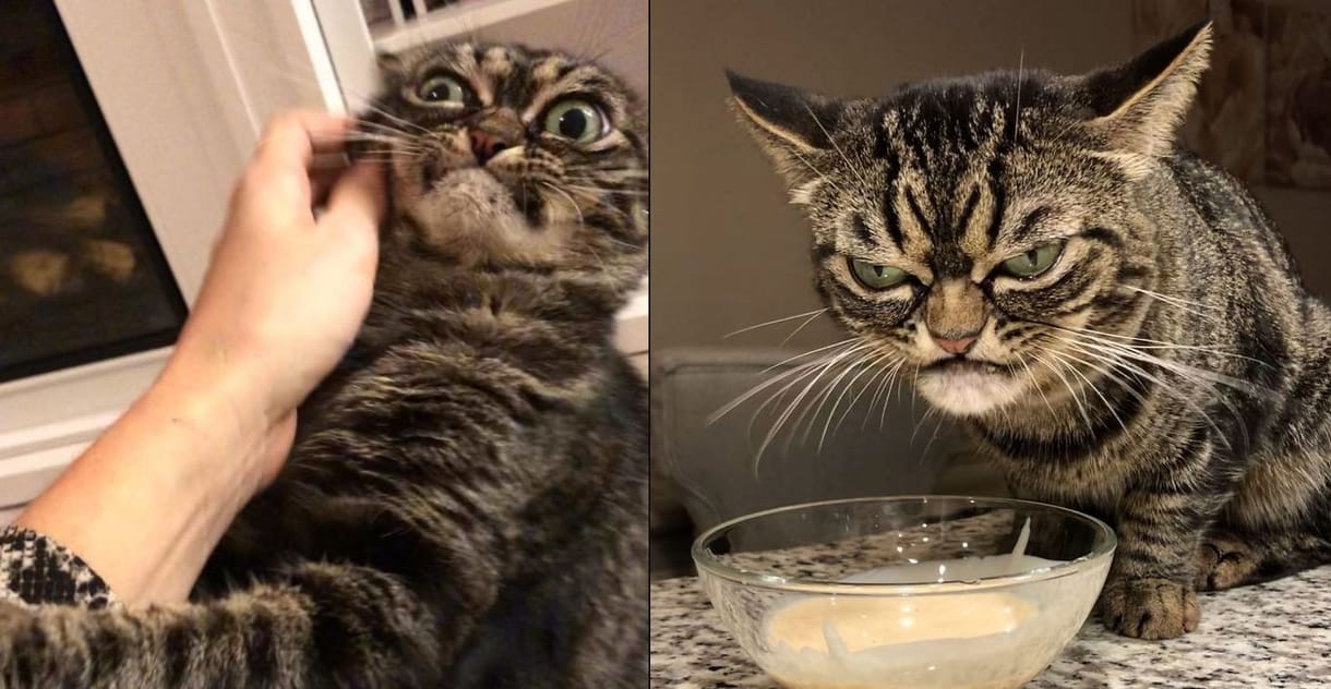 Itt az új Grumpy Cat: Kitzia