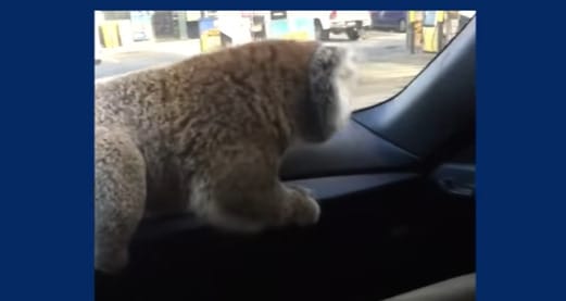 Autópályára tévedt egy koala, hat autó ment egymásba