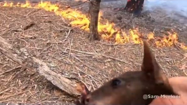 Egy ausztrál tűzoltó videóra vette, ahogy kiment egy kengurubébit a lángok közül