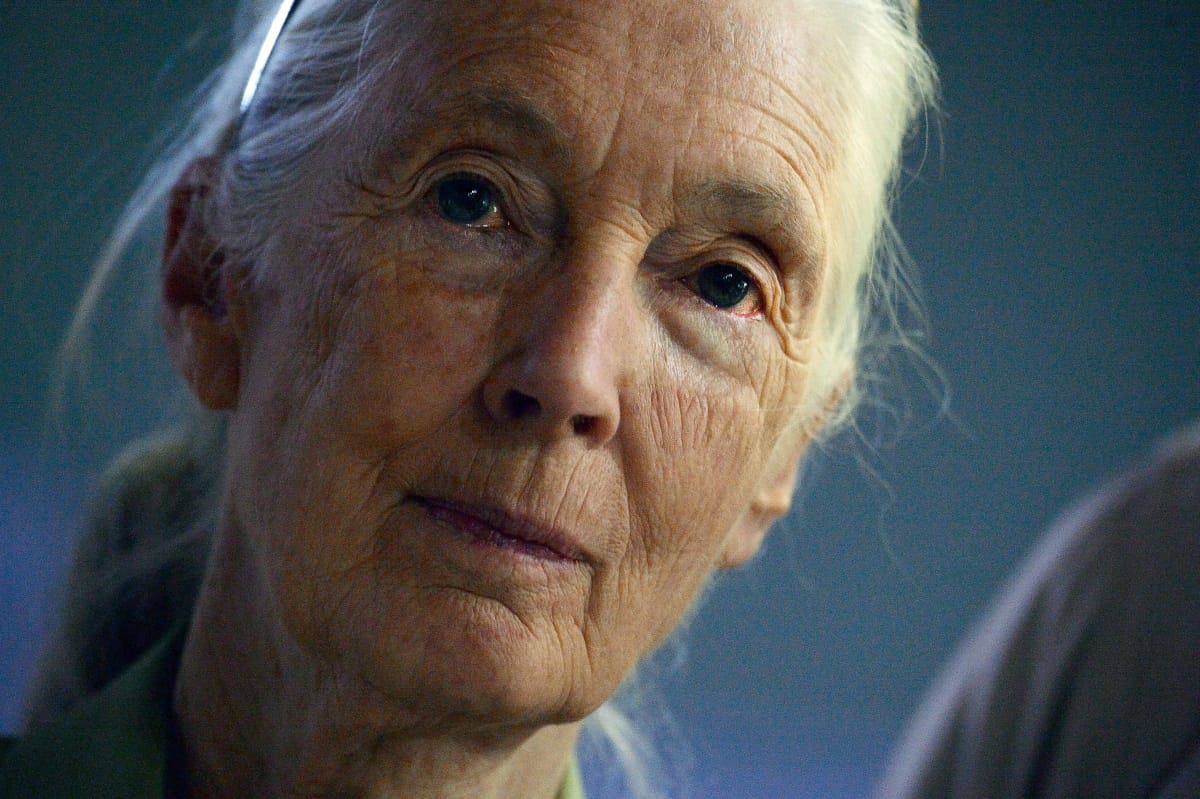 Jane Goodall is fellép a Sziget Nagyszínpadán