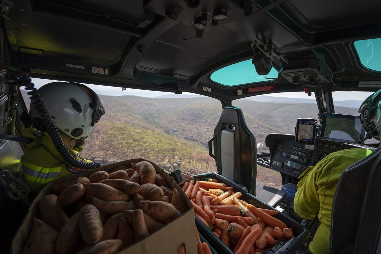 Helikopterekből szórják az ételt Ausztráliában, hogy legyen mit enniük az állatoknak