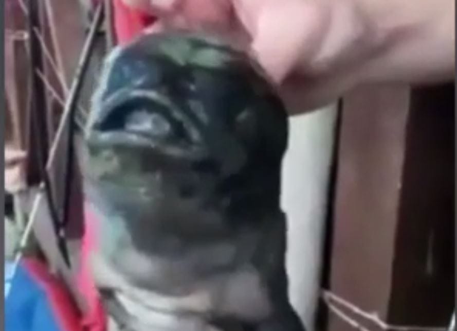Ijesztő, mutánsnak tűnő halat fogtak ki orosz halászok – videó