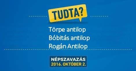 Juhász Péter: A vasárnapi mozgósítás a Fidesz legnagyobb hadgyakorlata