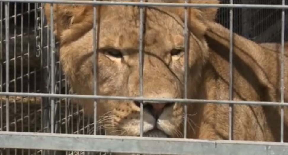 Így szökött ki az oroszlán a magyar állatkertből – videón a látogatók és a gondozók