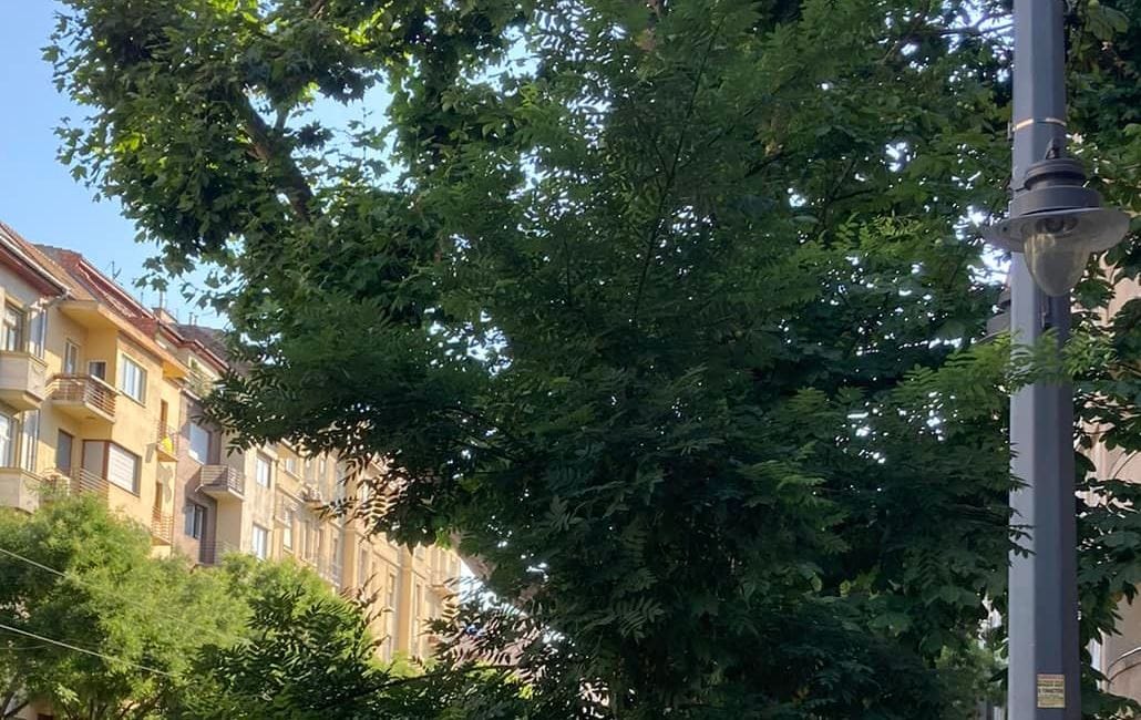 Egy év alatt a másfélszeresére nőtt a kísérleti módszerrel ültetett fa Budapesten